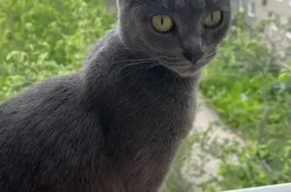 Пропала кошка, ул. Шафиева, 4, Уфа