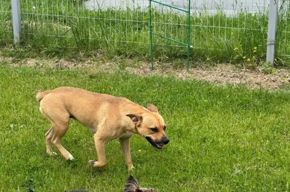 Найдена собака, , фото: Собака найдена в Федцово, Курьяново