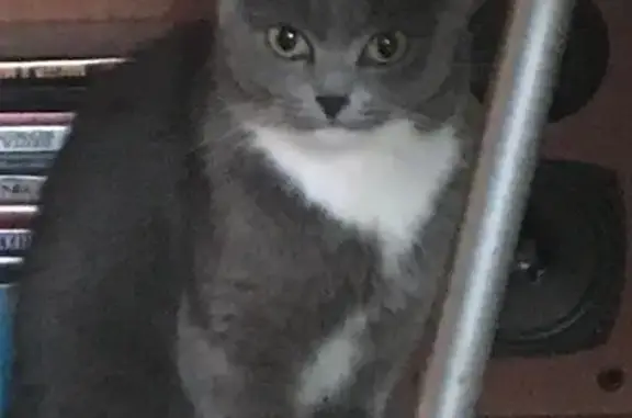 Найдена кошка на ул. Шотмана, 12 к1