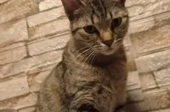 Пропала кошка, ул. Чапаева, 2, Липецк