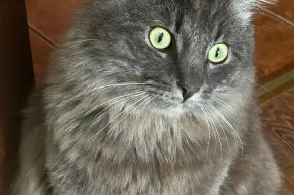 Пропал кот на Парайненской, 6, Чудово