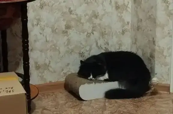 Пропал кот: Лесной Городок, 3, НН