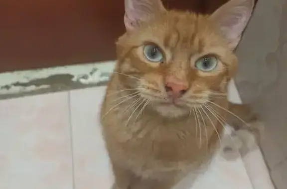 Пропала кошка, ул. Ф.Энгельса, 14, Тула