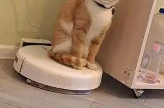 Кошки потеряшки, Усолье-Сибирское, фото: Потеряшка рыжий кот, Толбухина 19, Усолье