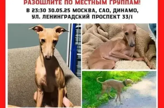 Пропала рыжая собака у Монарха, Ленинградка 29к4
