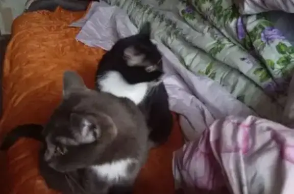 Пропала кошка, Курортный пер., 6, Новокузнецк