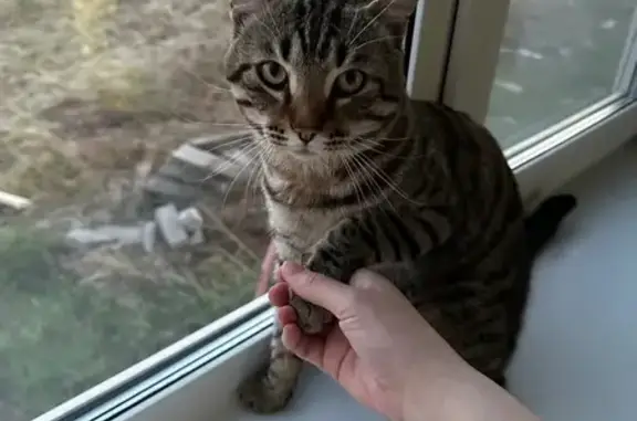 Кошки потеряшки, Хомутово, фото: Потеряшка кошка, Хомутово, Славянская 8