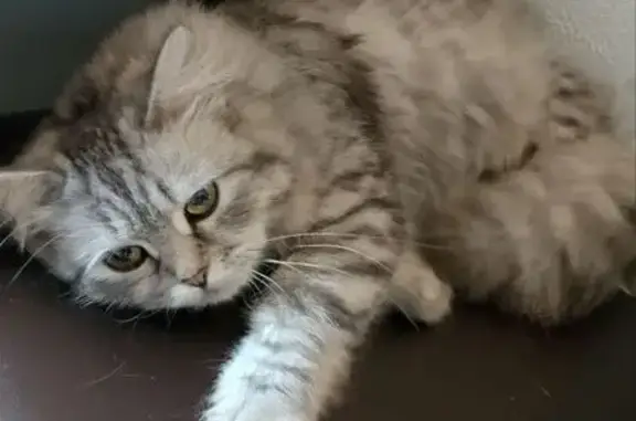 Найденные животные Красноярск, фото: Кошка найдена: Красноярск, ул. 76