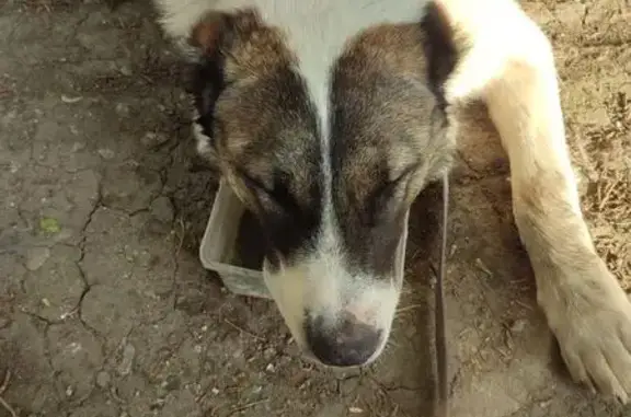 Найден алабай: Лазурная ул, 1, Челябинск