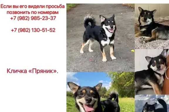 Пропала собака, Омутинская ул. 39, Тюмень