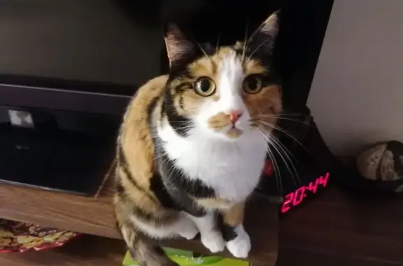 Пропала кошка, ул. Ветеранов 2/4, Миасс