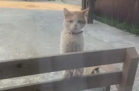 Найденные животные Петрозаводск, фото: Найдена кошка, Муезерская ул., 20, Петрозаводск