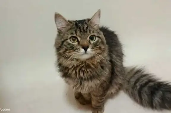 Кошки потеряшки, Златоуст, фото: Потеряшка кошка, ул. Грибоедова 15, Златоуст