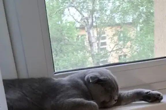 Пропал котик, ул. Ветеранов, 1, Сертолово