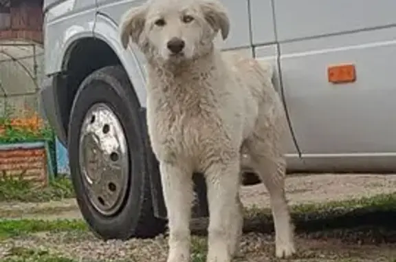 Щенок найден: Центральная ул. 1, Иркутск