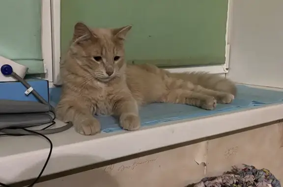 Кошки потеряшки, , фото: Потеряшка кошка на Ингельберга, 52