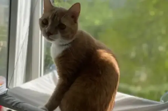 Кошки потеряшки, Нижний Новгород, фото: Потеряшка кошка на Успенского, 4 к2