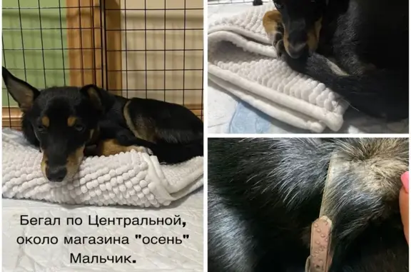 Найдена собака, Оренбург, фото: Собака найдена на Центральной ул., Оренбург