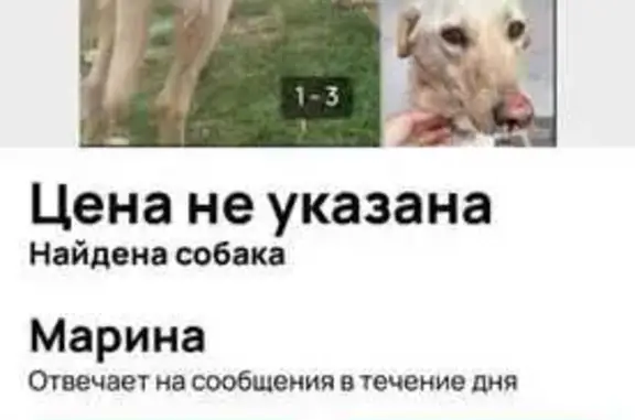 Пропала собака, ул. Гагарина 297, Георгиевск