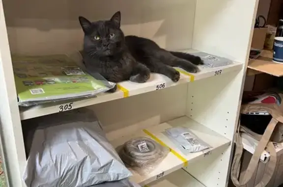 Кошка найдена у Карбышева 62, Казань