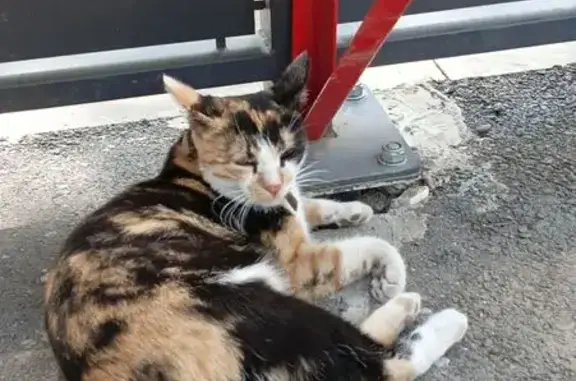 Пропала кошка, Степная ул., Балаково