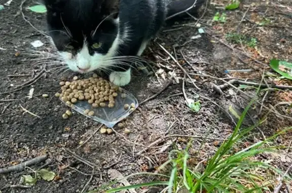 Найдена кошка, Тула, фото: Котенок найден: Литейная ул., 32, Тула