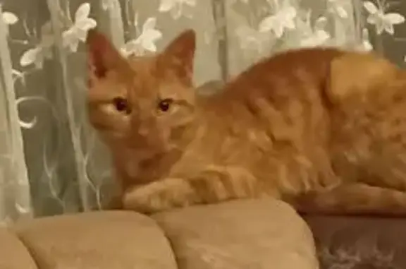 Пропала рыжая кошка, Псков, Стахановская 1