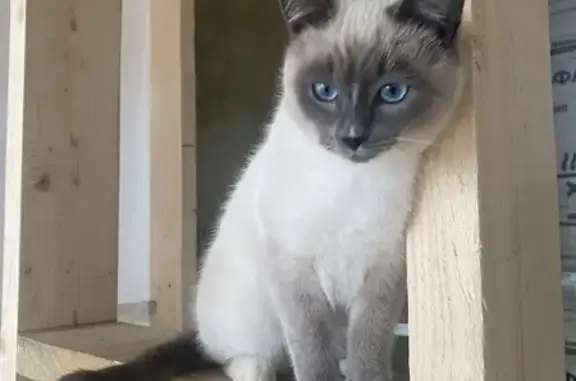 Пропала кошка, Правое Ящерово, МО
