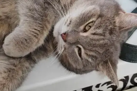 Кошки потеряшки, Кохма, фото: Потеряшка кошка, ул. Маяковского 1А, Кохма