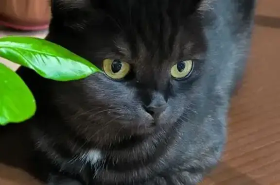 Кошки потеряшки, Алтайский край, фото: Потеряшка кошка, 5-й Инициативный проезд