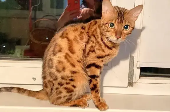 Пропала кошка, Туапсе
