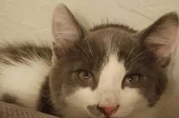 Пропала кошка, ул. Васенко 20А, Копейск