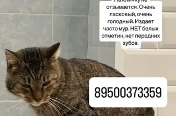 Кошки потеряшки, Санкт-Петербург, фото: Потеряшка кошка, Ленинский пр., СПб