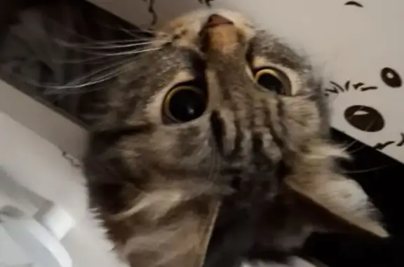 Объявления о пропавших и найденных животных, Екатеринбург, фото: Пропала кошка, Симферопольская 27, Екб