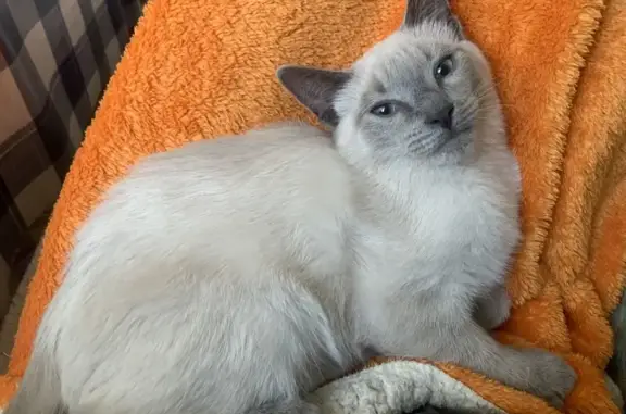 Кошки потеряшки, Москва, фото: Потеряшка кошка, Большая Косинская 160А к4