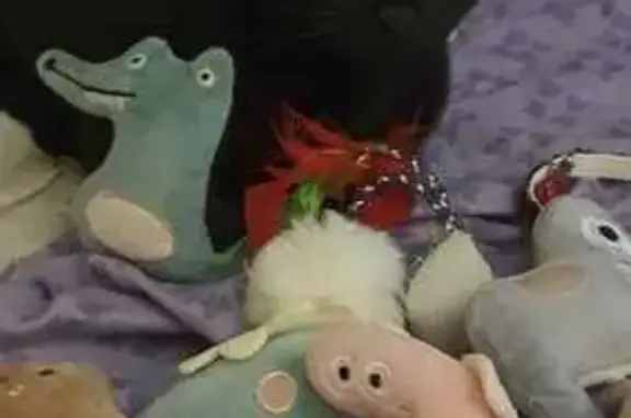 Кошки потеряшки, Пасеговское, фото: Потеряшка черная кошка, Сосновая ул., Пасегово