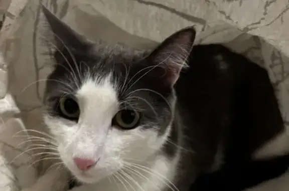 Кошки потеряшки, Воронеж, фото: Потеряшка кот, ул. Хользунова, 60, Воронеж