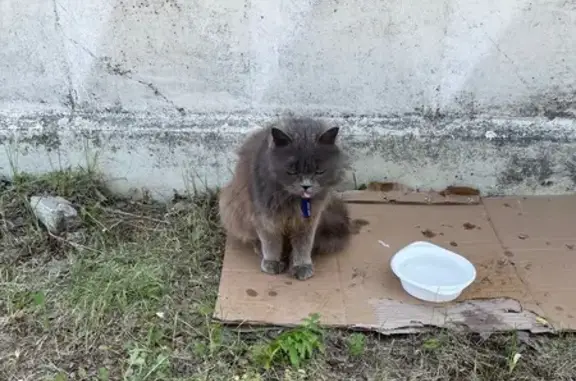 Кошка найдена: Бакинских Комиссаров, 4/1