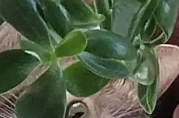 Кошки потеряшки, Тетюшское, фото: Потеряшка кошка, Тетюшское с/п, Ульяновск