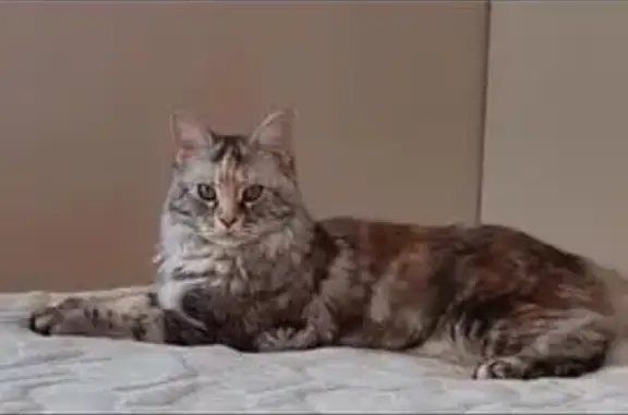 Пропала кошка, Куюки 13