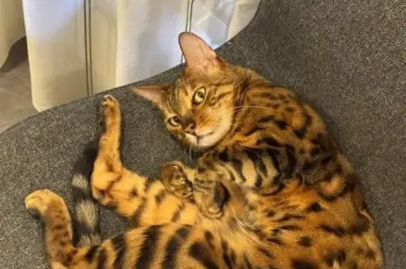 Пропала кошка, Уфа, Новоусадебная 8