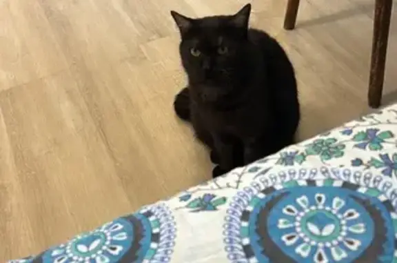 Кошки потеряшки, Ступино, фото: Потеряшка кошка, 1-й Овражный пер., 6, Ступино