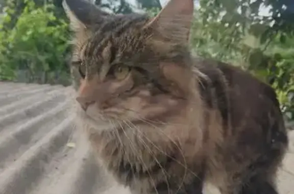 Найдена кошка, Аксай, фото: Кошка Мейнкун найдена, ул. Гулаева, 95