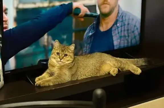 Кошки потеряшки, , фото: Потеряшка кошка, Новая ул., 141, Заречная