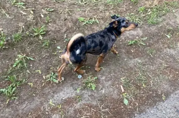 Собака найдена: Набережная ул. 20, Йошкар-Ола