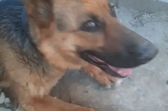 Овчарка найдена: Марсовый пер., 15, Астрахань