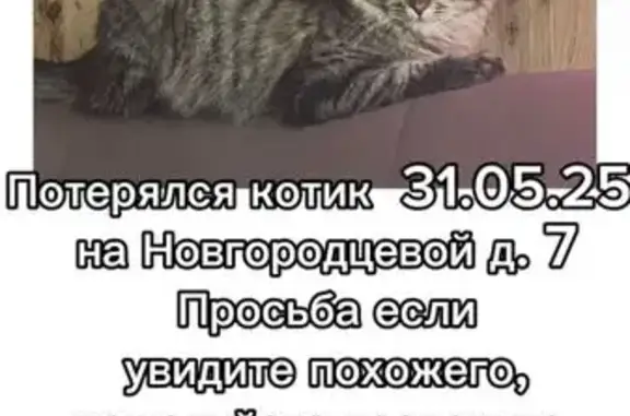 Пропала кошка, ул. Новгородцевой 7, Екб