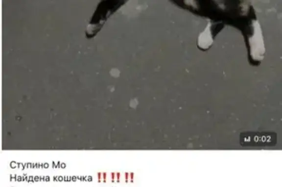 Кошка найдена: Чайковского, 21, Ступино