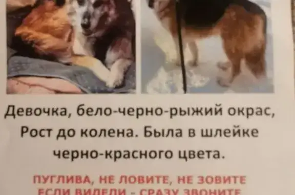 Пропала собака, Профсоюзная 123, Москва