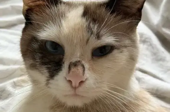 Кошки потеряшки, Кишинёв, фото: Потеряшка кошка, Студенческий пер. 7/1